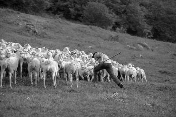 Un peu d’histoire avec la transhumance