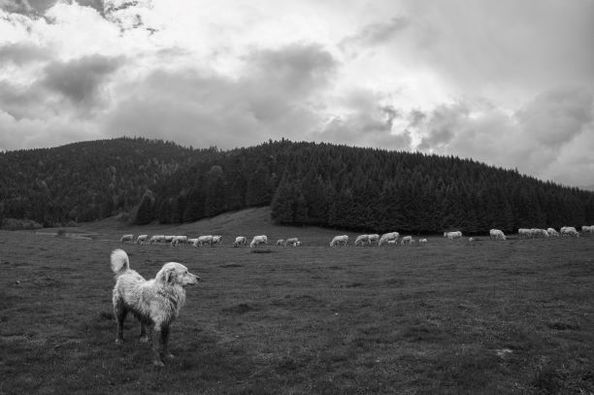 Le patou veille sur le troupeau