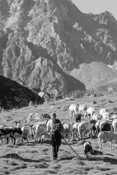 Au revoir les paturages d\'altitude