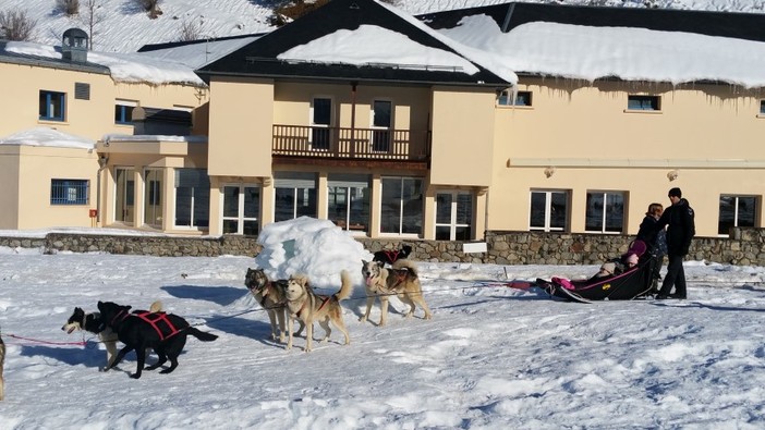 Découverte des chiens