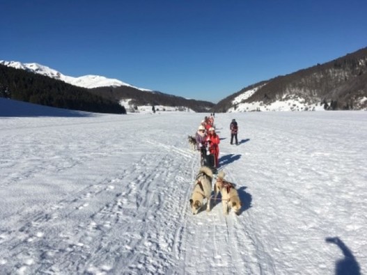 Chien de traineaux