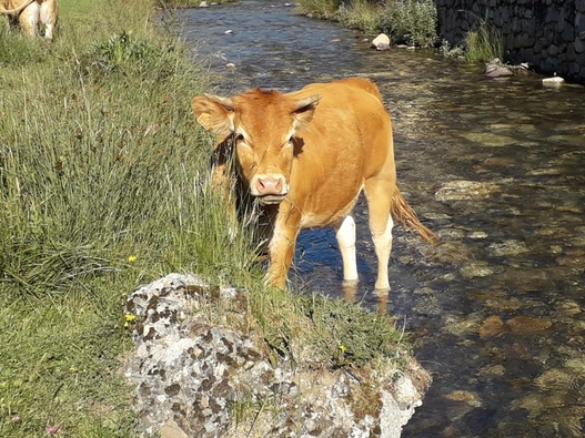 pédiluve de l Adour